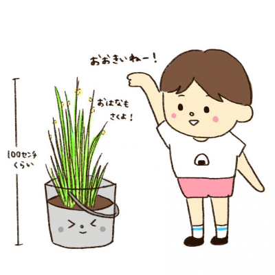 出穂・開花のイラスト